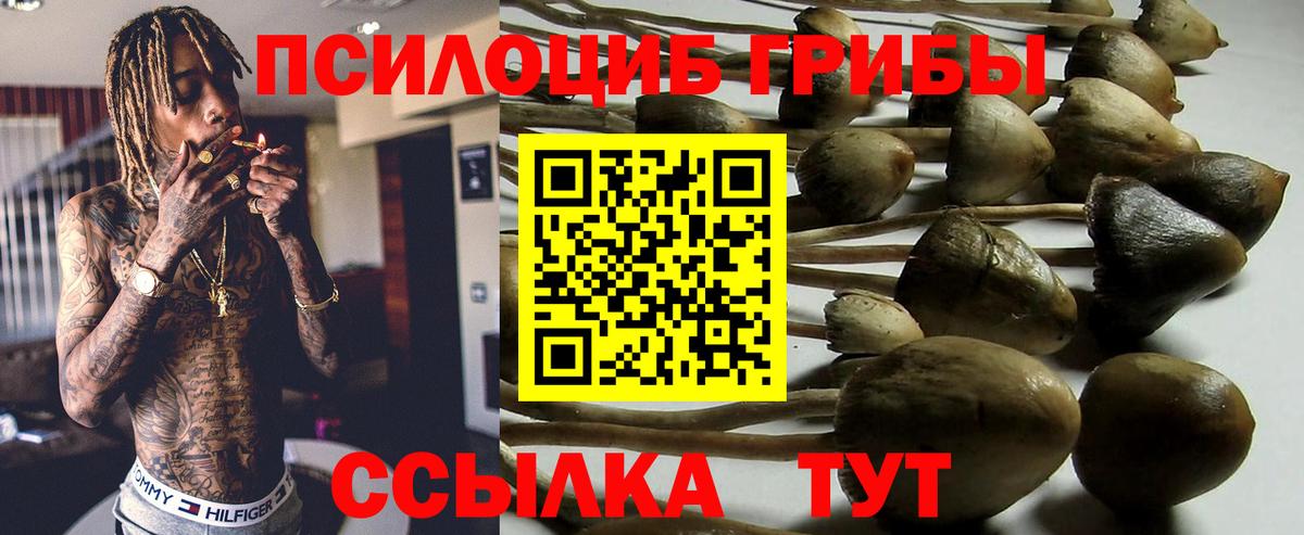 Псилоцибиновые грибы Cubensis Татарск